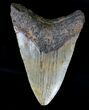 Bargain Megalodon Tooth - North Carolina #18377-2